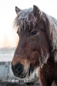 Warmtebeleid